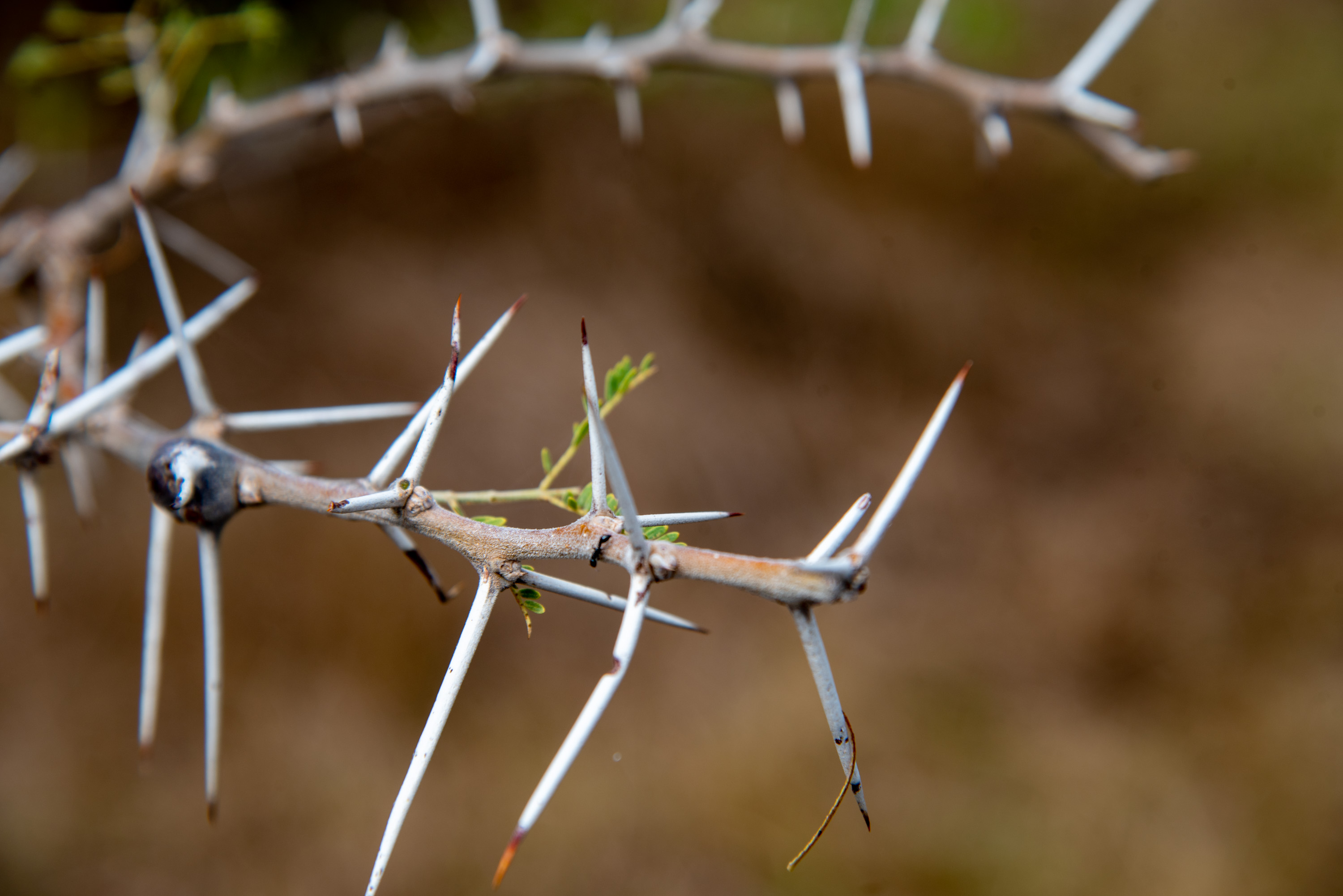 Wildlife